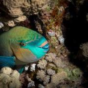 Parrotfish